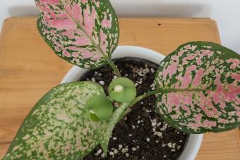 Aglaonema Chinese evergreen plant closeup view from top above