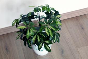 Schefflera arboricola plant isolated on wooden background