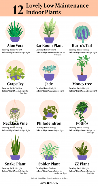 Low Maintenance Plants Best Sale Cityofclovis