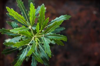 Closeup of false aralia tree