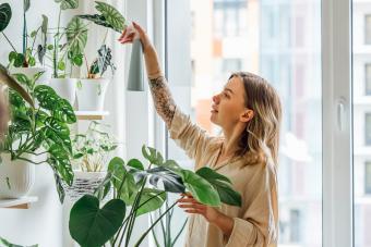 Beautiful woman spraying water on houseplants at home