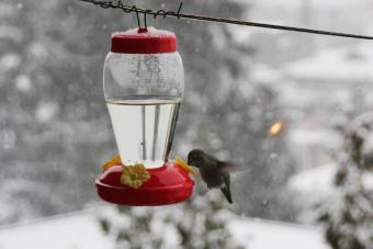 Hummingbird drinking nectar on a cold winter morning.