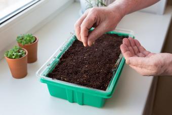 Planting seeds, gardening on the window