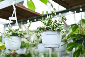 Plants hang from ceiling in a greenhouse