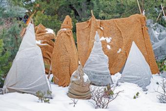 Shrubs protection from frost in garden