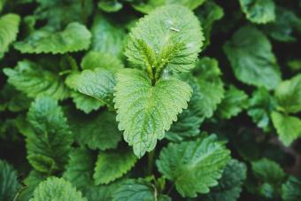 Fresh Lemon Balm (Melissa Officinalis)