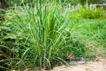 https://cf.ltkcdn.net/garden/images/slide/330745-850x566-grow-your-own-tea-garden-lemongrass.jpg