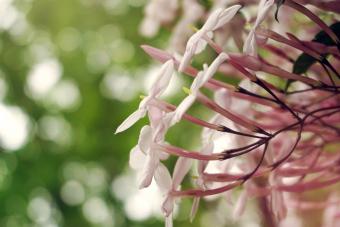 Pink Jasmine (Jasminum polyanthum) 