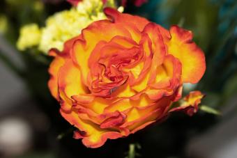 Closeup of hybrid tea rose with red, yellow and orange petals