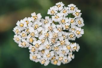 https://cf.ltkcdn.net/garden/images/slide/331284-850x566-white-yarrow.jpg