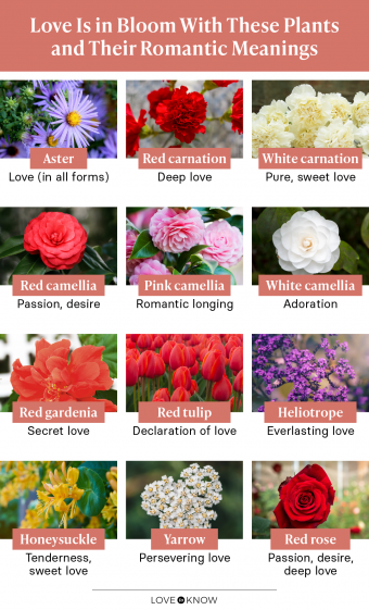 10 Flowers That Represent Love To Give