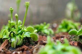 Venus flytrap plant