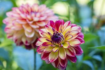 https://cf.ltkcdn.net/garden/images/slide/331529-850x567-pink-dahlia-flower.jpg