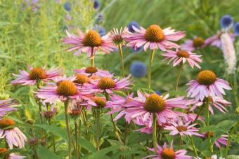 Purple coneflower