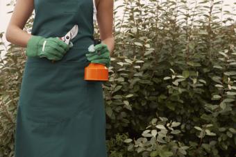 Closeup of woman holding weed killer spray