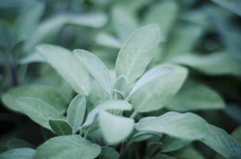 https://cf.ltkcdn.net/garden/images/slide/334166-850x563-sage-plant-585831773.jpg