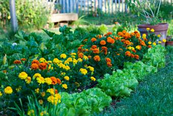 https://cf.ltkcdn.net/garden/images/slide/334196-850x567-marigolds-536170686.jpg