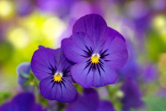 https://cf.ltkcdn.net/garden/images/slide/334523-850x567-violas-687277584.jpg