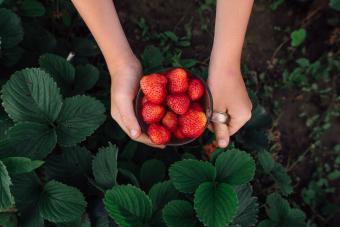 https://cf.ltkcdn.net/garden/images/slide/335504-850x567-strawberry-plants-1327158238.jpg