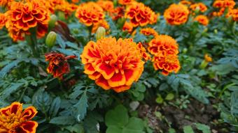 https://cf.ltkcdn.net/garden/images/slide/335506-850x478-marigolds-1227500371.jpg