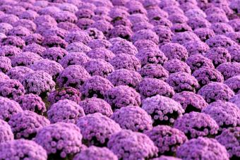 The meaning of chrysanthemums - Verdissimo