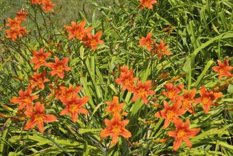 https://cf.ltkcdn.net/garden/images/slide/336480-850x567-daylilies-149315711.jpg