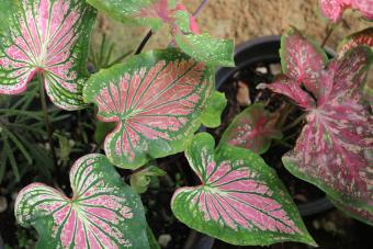 https://cf.ltkcdn.net/garden/images/slide/337609-850x567-caladium-1436049094.jpg