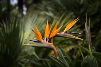 https://cf.ltkcdn.net/garden/images/slide/337619-850x567-bird-of-paradise-1161056400.jpg