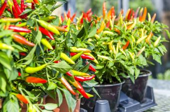 Ornamental peppers in pots