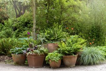 Top 10 delta shadow garden ideas and inspiration