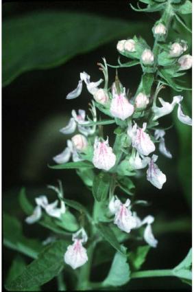 Canada Germander