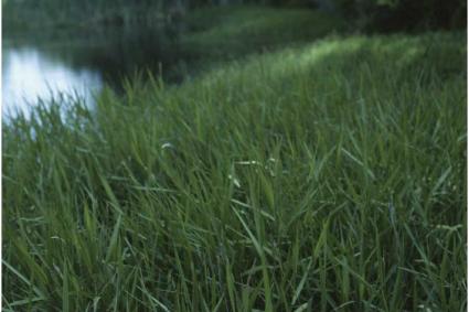 Panicum-4.jpg
