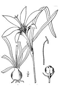 Zephyrflower