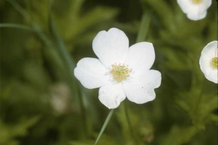 Anemone canadensis - Canadian anemone