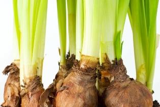bulbs