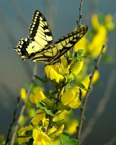 butterflies in the garden