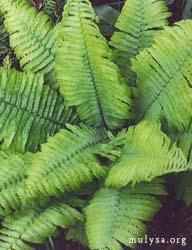 Fern.mulysa.jpg