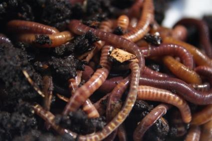 vermicomposting