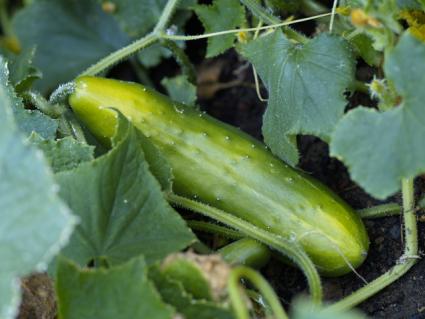 cucumber garden