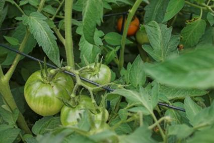 Tomato_Troubleshooting.jpg
