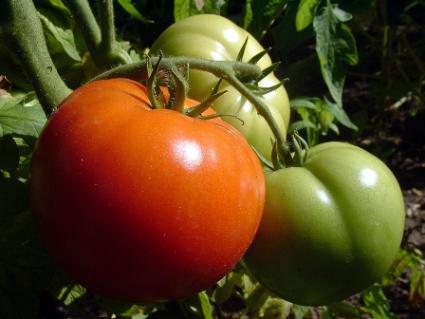 tomato gardening