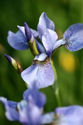 Iris.jpg
