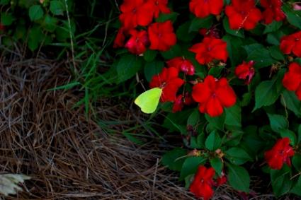 red impatiens photo