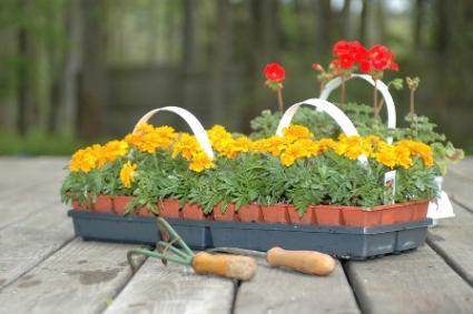 Marigolds.jpg