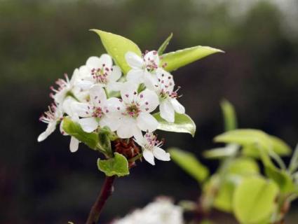 Spirea cantoniensis