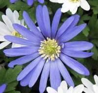 Anemone blanda