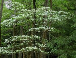 dogwood is an understory tree