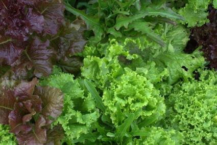 lettuce