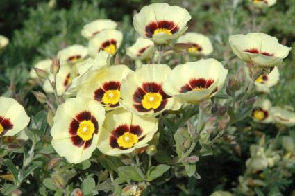 Cistus