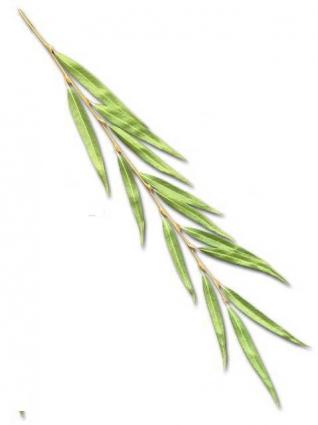 willow leaves